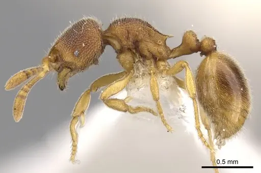 Rogeria besucheti specimen CASENT0900956 image casent0900956_3