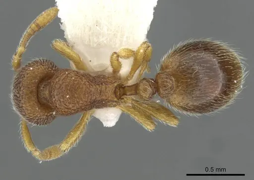 Rogeria besucheti specimen CASENT0911233 image casent0911233_1