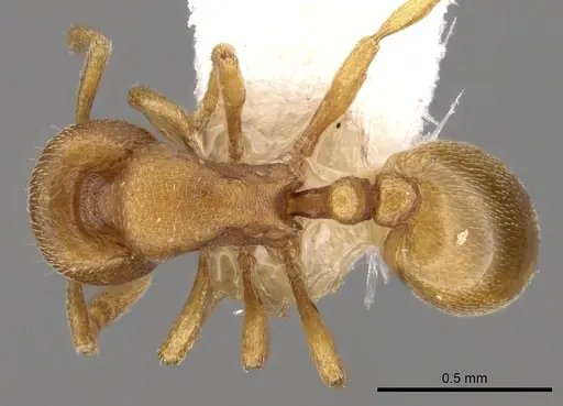 Rogeria bruchi specimen CASENT0280816 image casent0280816_1