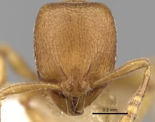 Rogeria bruchi specimen CASENT0280816 image casent0280816_2