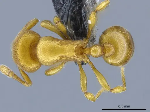 Rogeria bruchi specimen CASENT0650665 image casent0650665_1