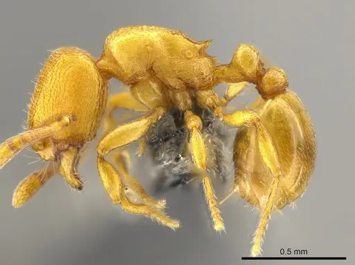 Rogeria bruchi specimen CASENT0650665 image casent0650665_3