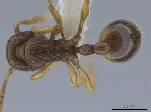 Rogeria brunnea specimen CASENT0630197 image casent0630197_1