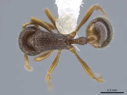Rogeria brunnea specimen CASENT0630277 image casent0630277_1