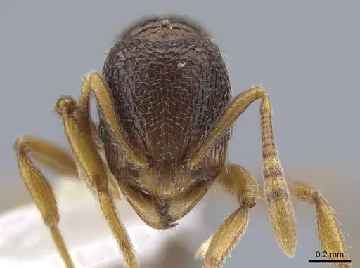 Rogeria brunnea specimen CASENT0630277 image casent0630277_2