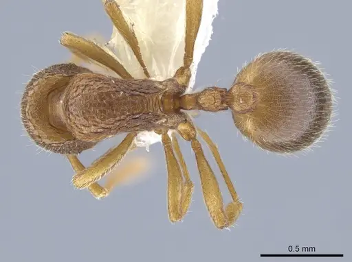 Rogeria brunnea specimen CASENT0633330 image casent0633330_1