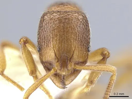Rogeria brunnea specimen CASENT0633330 image casent0633330_2