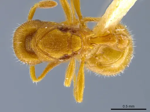 Rogeria brunnea specimen MCZ-ENT00757288 image mcz-ent00757288_1