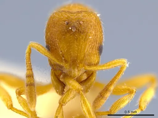 Rogeria brunnea specimen MCZ-ENT00757288 image mcz-ent00757288_2
