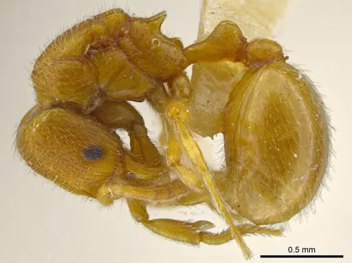 Rogeria brunnea specimen MCZ-ENT00757288 image mcz-ent00757288_3