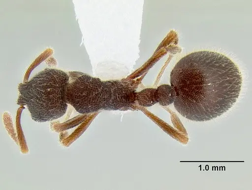 Rogeria ciliosa specimen CASENT0106268 image casent0106268_1