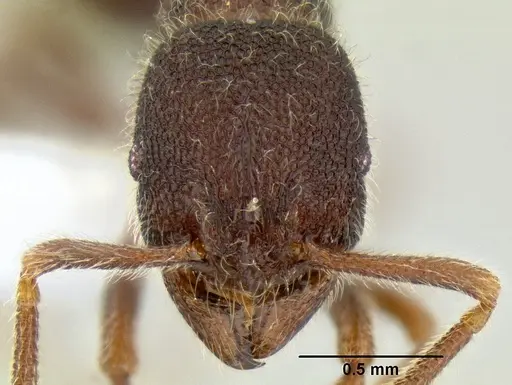 Rogeria ciliosa specimen CASENT0106268 image casent0106268_2