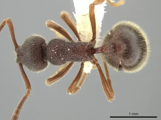 Rogeria ciliosa specimen CASENT0646075 image casent0646075_1