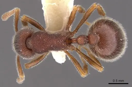 Rogeria ciliosa specimen CASENT0900961 image casent0900961_1