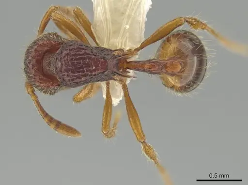 Rogeria cornuta specimen CASENT0633837 image casent0633837_1