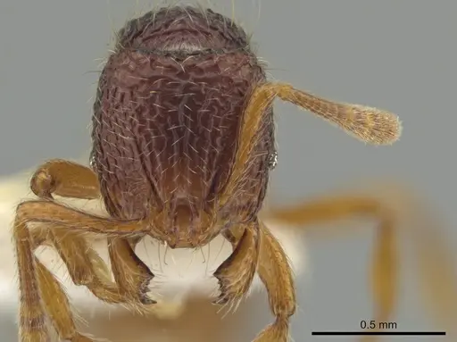 Rogeria cornuta specimen CASENT0633837 image casent0633837_2
