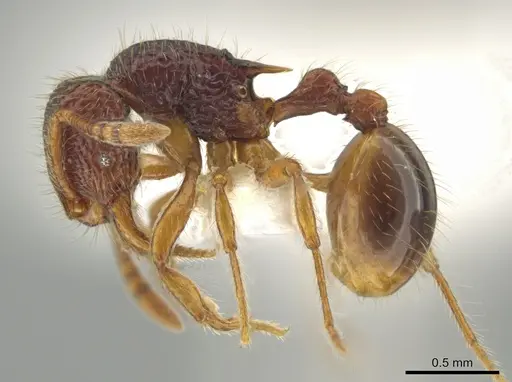 Rogeria cornuta specimen CASENT0633837 image casent0633837_3