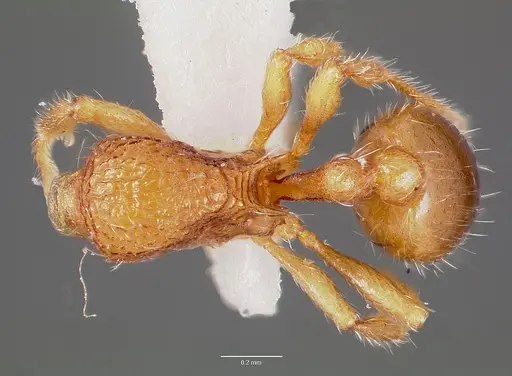 Rogeria creightoni specimen CASENT0003231 image casent0003231_1