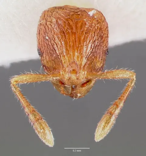 Rogeria creightoni specimen CASENT0003231 image casent0003231_2