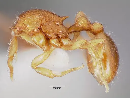 Rogeria creightoni specimen CASENT0003231 image casent0003231_3
