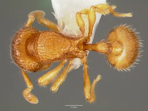 Rogeria creightoni specimen CASENT0006067 image casent0006067_1