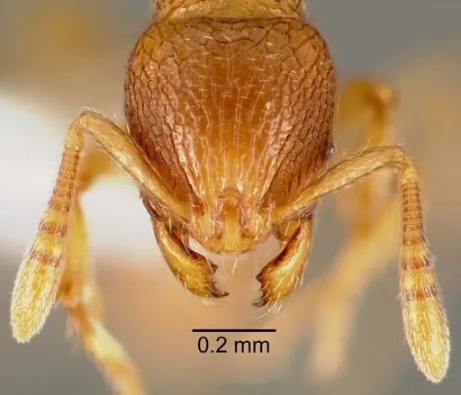 Rogeria creightoni specimen CASENT0006067 image casent0006067_2