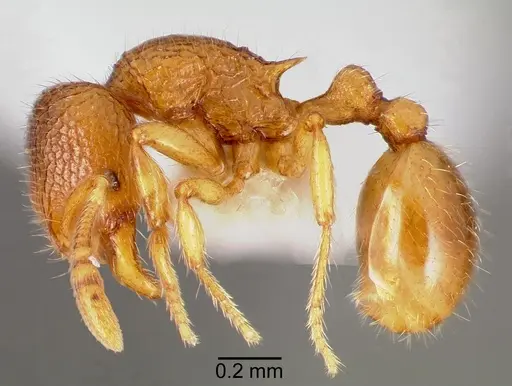 Rogeria creightoni specimen CASENT0006067 image casent0006067_3