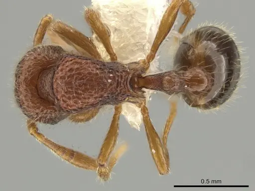Rogeria creightoni specimen CASENT0647067 image casent0647067_1