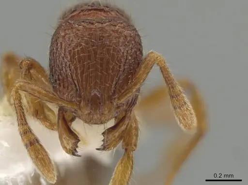 Rogeria creightoni specimen CASENT0647067 image casent0647067_2