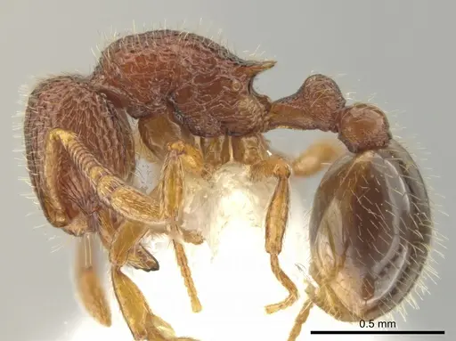 Rogeria creightoni specimen CASENT0647067 image casent0647067_3