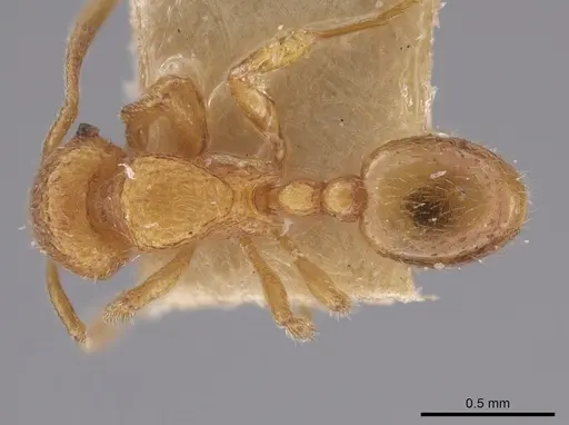 Rogeria creightoni specimen LACMENT685622 image lacment685622_1