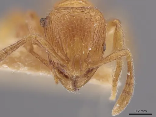 Rogeria creightoni specimen LACMENT685622 image lacment685622_2