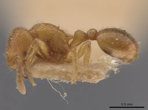 Rogeria creightoni specimen LACMENT685622 image lacment685622_3