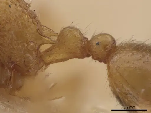 Rogeria creightoni specimen LACMENT685622 image lacment685622_4