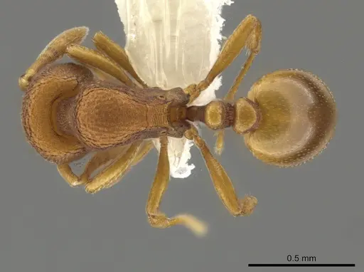 Rogeria cuneola specimen CASENT0640606 image casent0640606_1