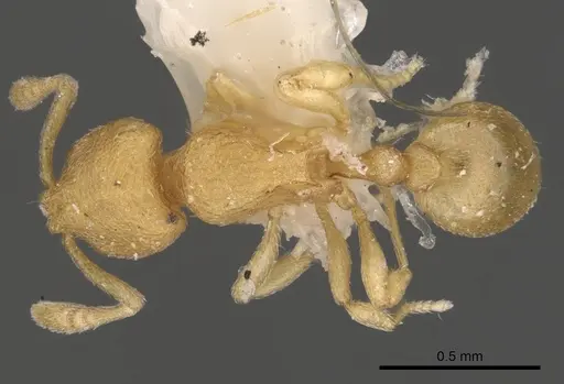 Rogeria cuneola specimen CASENT0900959 image casent0900959_1