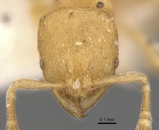Rogeria cuneola specimen CASENT0900959 image casent0900959_2