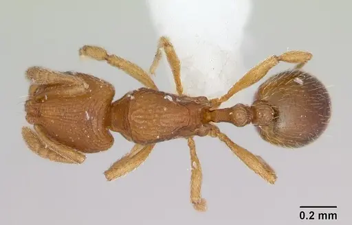 Rogeria curvipubens specimen CASENT0173282 image casent0173282_1