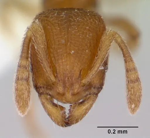 Rogeria curvipubens specimen CASENT0173282 image casent0173282_2