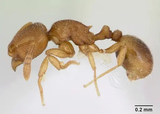 Rogeria curvipubens specimen CASENT0173282 image casent0173282_3