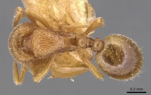 Rogeria curvipubens specimen CASENT0904780 image casent0904780_1