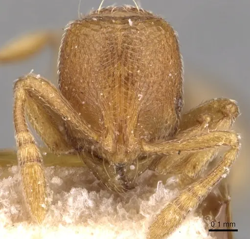 Rogeria curvipubens specimen CASENT0904780 image casent0904780_2
