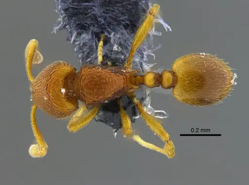 Rogeria curvipubens specimen CBUMAGENT41961 image cbumagent41961_1