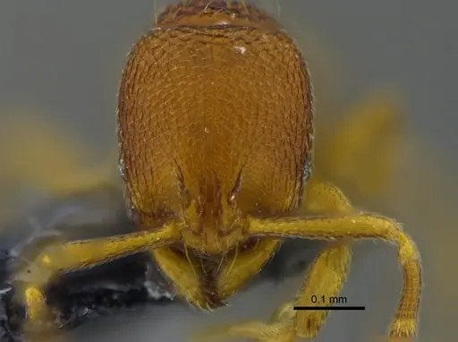 Rogeria curvipubens specimen CBUMAGENT41961 image cbumagent41961_2