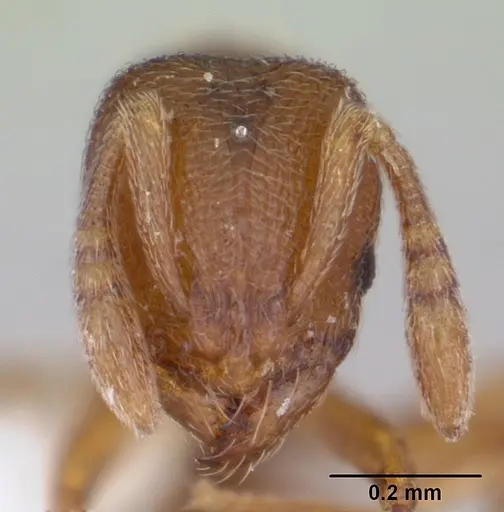 Rogeria curvipubens specimen ICCDRS0002607 image iccdrs0002607_2