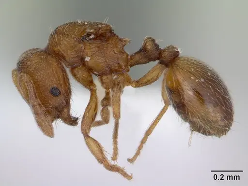 Rogeria curvipubens specimen ICCDRS0002607 image iccdrs0002607_3