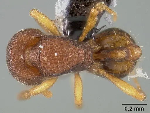 Rogeria curvipubens specimen USNMENT00446371 image usnment00446371_1