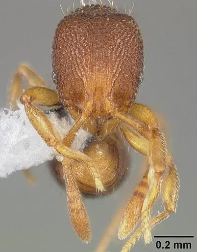 Rogeria curvipubens specimen USNMENT00446371 image usnment00446371_2