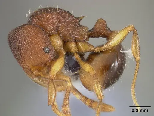 Rogeria curvipubens specimen USNMENT00446371 image usnment00446371_3
