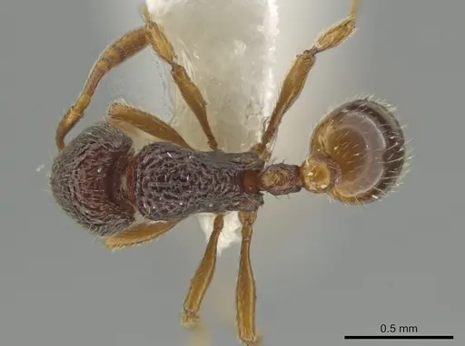 Rogeria exsulans specimen CASENT0742614 image casent0742614_1